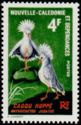 Kagu (Rhynochetos jubatus)