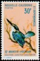 New Caledonian Sacred Kingfisher (Halcyon sanctus canacorum)