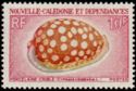 Sieve/Tan and White Cowry (Cypraea cribraria)