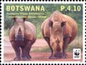 Southern White Rhinoceros (Ceratotherium simum simum) 