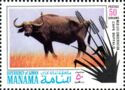 Cape or African Buffalo (Syncerus caffer)