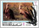 Griffon Vulture (Gyps fulvus)