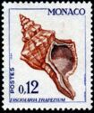 Trapezium Horse Conch (Fasciolaria trapezium)