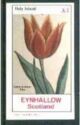 Tulip