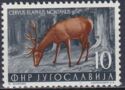 Red Deer (Cervus elaphus)