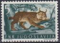Eurasian Lynx (Lynx lynx)
