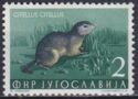 European Ground Squirrel (Spermophilus citellus)