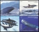 Whales & Dolphins of the World