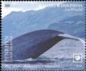 Blue Whale (Balaenoptera musculus)