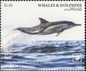 Long Beaked Common Dolphin (Delphinus capensis)