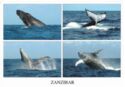 Zanzibar - Whales
