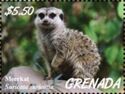 Meerkat (Suricata suricatta)