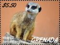 Meerkat (Suricata suricatta)