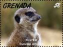 Meerkat (Suricata suricatta)