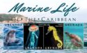 Marine Life of the Caribbean