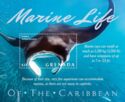 Marine Life of the Caribbean