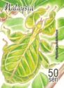 Leaf Insect (Phyllium pulchrifolium)
