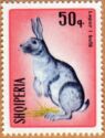 Domestic Rabbit (Oryctolagus cuniculus f. domestica)