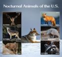 Nocturnal Animals of the U.S.