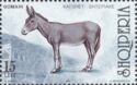Donkey (Equus asinus asinus)
