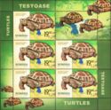 Russian Tortoise (Testudo horsfieldii)