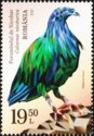 Nicobar Pigeon (Caloenas nicobarica)