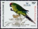 New Caledonian Parakeet (Cyanoramphus saisseti)
