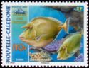 Bluespine Unicornfish (Naso unicornis) 
