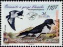 Polynesian Storm-petrel (Nesofregetta fuliginosa)