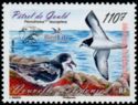 Gould's Petrel (Pterodroma leucoptera)
