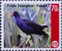 Purple Swamphen (Porphyrio melanotus)