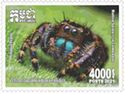Phidippus regius