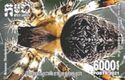 Araneus diadematus