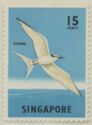Black-naped Tern (Sterna sumatrana)