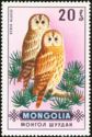 Tawny Owl (Strix aluco)