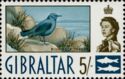 Blue Rock Thrush (Monticola solitarius) and Sardines Motif