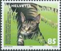 Domestic Cat (Felis silvestris catus)