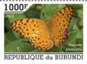 Spotted Rustic Butterfly (Phalanta phalantha)