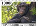 Chimpanzee (Pan troglodytes)