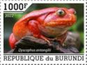 Madagascar Tomato Frog (Dyscophus antongilii)