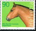 Stallion (Equus ferus caballus)