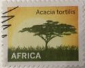Acacia Tortilis Africa