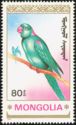 Alexandrine Parakeet (Psittacula eupatria)