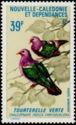 Common Emerald Dove (Chalcophaps indica)