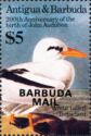 White-tailed Tropicbird (Phaethon lepturus) - Overprinted