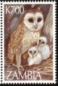Western Barn Owl (Tyto alba)