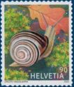 Brown-lipped Snail (Cepaea nemoralis)