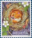 Hazel Dormouse (Muscardinus avellanarius)