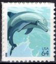 Common Bottlenose Dolphin (Tursiops truncatus)