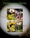 Carnivorous Plants